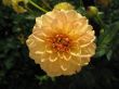 dahlia in the garden