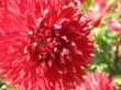 dahlia in the garden