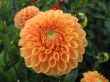 dahlia in the garden