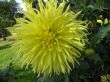 dahlia in the garden