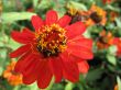 dahlia in the garden