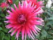 dahlia in the garden