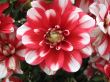 dahlia in the garden