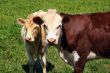 Cows on green grass