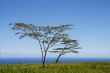 Tree by the ocean