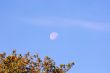 DAYTIME MOON OVER AUTUMN TREES