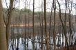 swamp