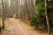 road in forest