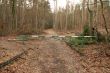road in forest