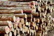 Wood piles