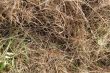 grass
