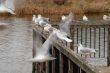 gulls