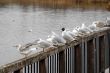 sea gulls