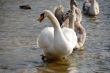 swans