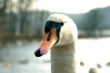 portrait of swan