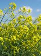 Yellow fields
