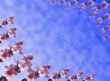 Peach flowers background