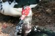 Ducks Head