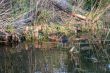 Beaver