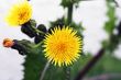 Yellow Dandelion