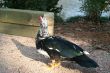 Walking Duck