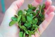 Clover for St. Patrick`s Day