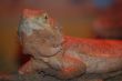 Lizard