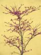 Cherry tree