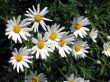 Daisy