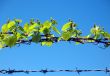 Barbed Wire