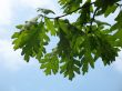 Oak leaves