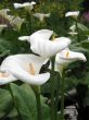 Calla-lily