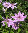 Clematis