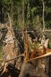 Forest Destruction