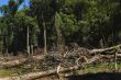 Forest Destruction