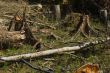 Forest Destruction