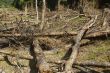 Forest Destruction