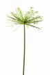 Lone Flower