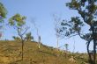 Forest Destruction
