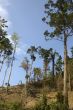 Forest Destruction