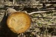 Forest Destruction