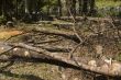 Forest Destruction