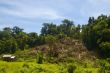 Forest Destruction