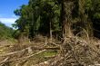 Forest Destruction