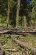 Forest Destruction