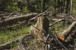 Forest Destruction