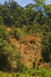 Forest Destruction