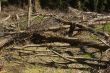 Forest Destruction