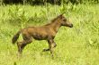 Foal