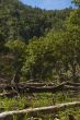 Forest Destruction